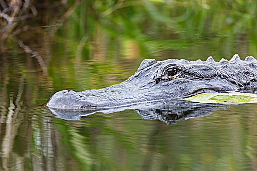 美国短吻鳄,大沼泽地国家公园,佛罗里达,美国
