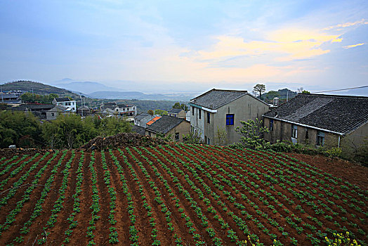 田园,田野,菜地