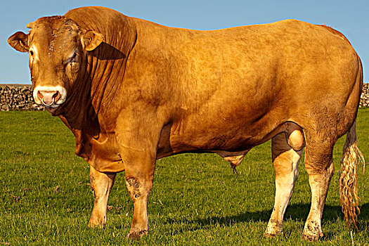 家牛,金发,公牛,站立,草场,坎布里亚,英格兰,欧洲