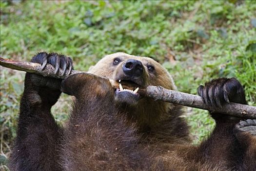 棕熊,俘获,巴伐利亚森林国家公园,巴伐利亚,德国,欧洲
