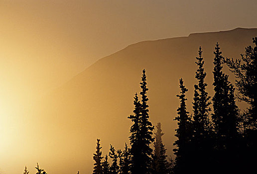 美国,阿拉斯加,雾,日出,冬天,德纳里峰国家公园