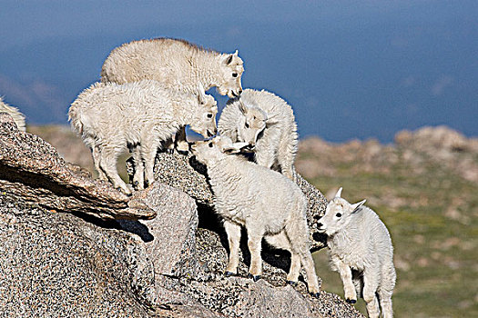 石山羊,雪羊,玩,攀升,自然荒野区,科罗拉多,美国
