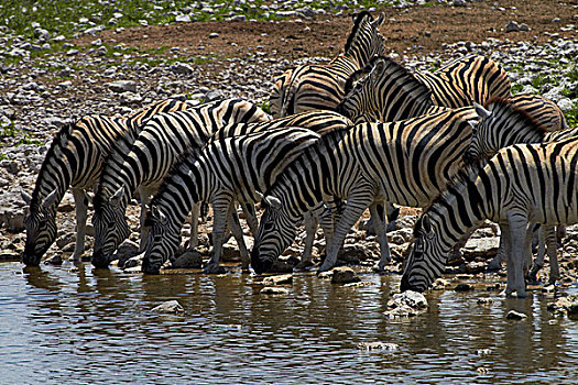 白氏斑马,马,斑马,喝,水坑,埃托沙国家公园,纳米比亚,非洲