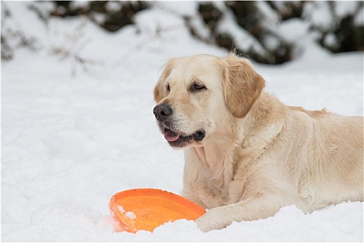 金毛猎犬,橙色,飞盘,雪