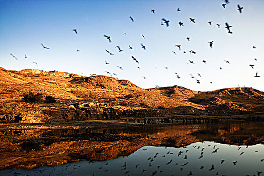 鸽子,飞跃,湖,拉贾斯坦邦,印度