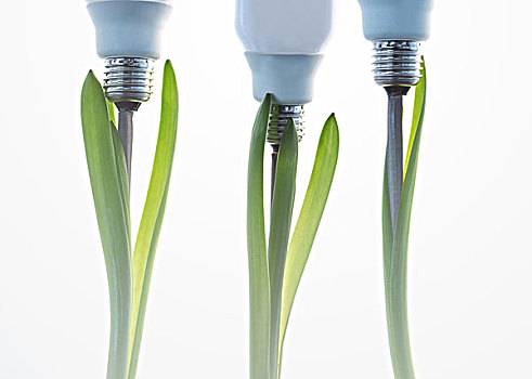 经济,电灯泡,室外,三个,绿色,植物