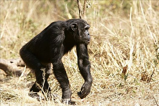 黑猩猩,类人猿,赞比亚