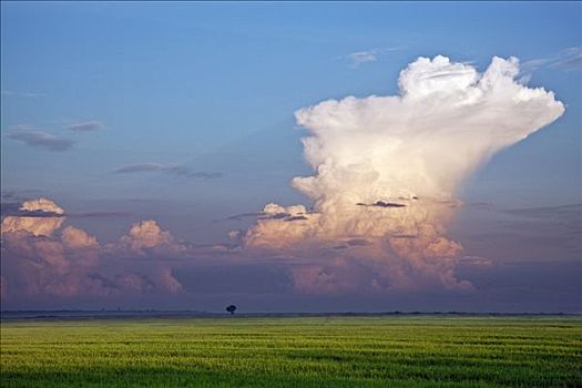 早晨,巨大,积云,云,形态,上方,维多利亚湖,稻米,宽阔,沼泽