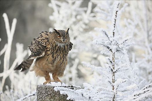 羽毛,冬天,树林
