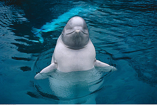 白鲸,温哥华水族馆,温哥华,不列颠哥伦比亚省