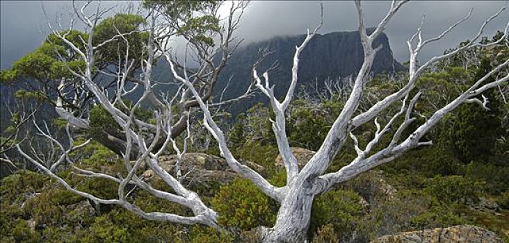 橡胶树,迷宫,正面,帕特侬神庙,山峦,奥弗兰,摇篮山,国家公园,塔斯马尼亚,澳大利亚