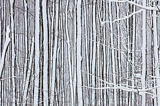 清新,落下,雪,树,安大略省,加拿大