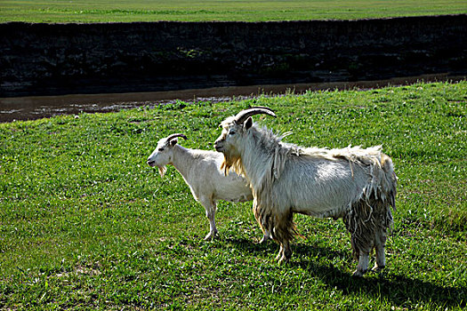 内蒙古呼伦贝尔,中国第一曲水,莫尔格勒河畔金帐汗蒙古部落草原的羊群