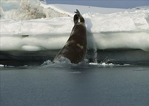 髯海豹,浮冰,挪威