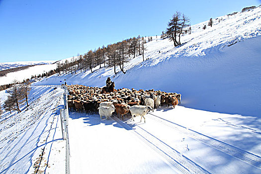 东天山雪韵