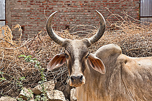 牛,途中,头像,拉贾斯坦邦,印度,亚洲