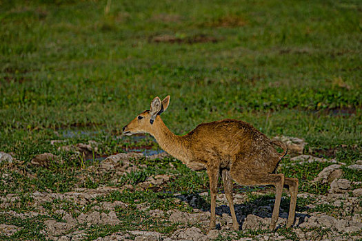 肯尼亚山国家公园羚羊