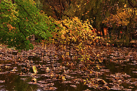 秋天荷塘边的树