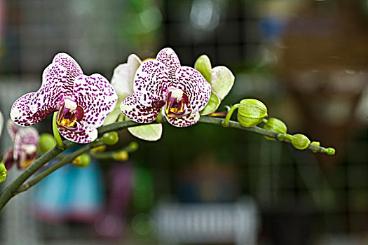 花卉,微距,特写,美丽,漂亮,诱惑,花朵,生机,鲜艳,艳丽,蝴蝶兰,兰花