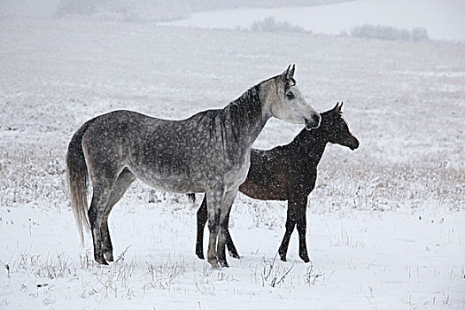 马,草场,冬天