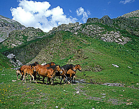 牧群,马,法国人,比利牛斯山脉