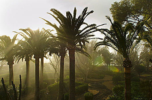 晨雾,地中海,棕榈树,花园