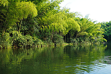 河边竹林图片图片