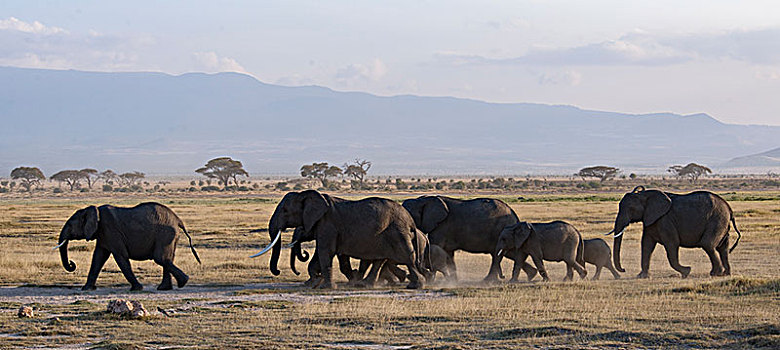 非洲大象040
