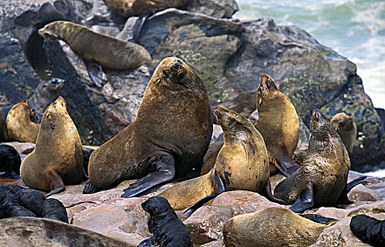 毛海狮,雄性,女性,生物群,克罗斯角,纳米比亚