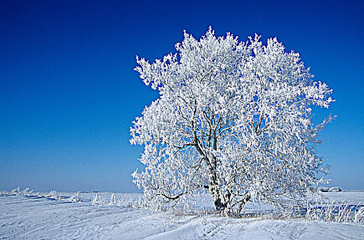 树,冬天,靠近,曼尼托巴,加拿大