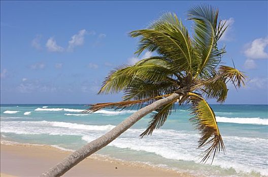椰树,海滩,多米尼加共和国,加勒比海
