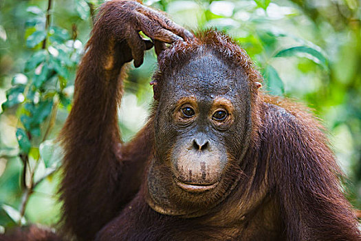猩猩,黑猩猩,挠,头部,檀中埠廷国立公园,印度尼西亚
