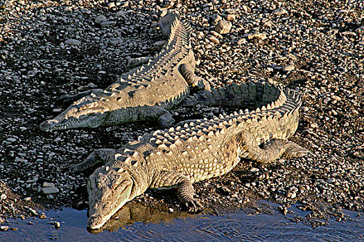 美洲鳄,鳄鱼,一对,晒太阳,河,哥斯达黎加