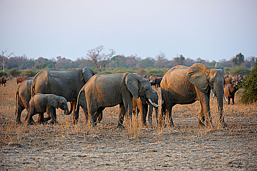 非洲象,小,牧群,家庭,晚上,亮光,草原,水牛,非洲水牛,后面,南卢安瓜国家公园,赞比亚,非洲