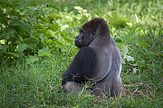西部低地大猩猩,大猩猩,围挡,俘获,野生动物,中心,区域,喀麦隆,非洲