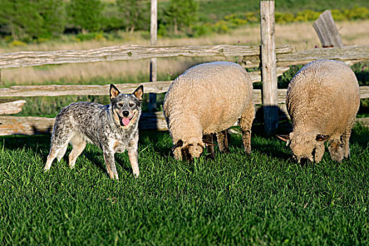 澳大利亚人,牛,狗,家羊,绵羊,一对