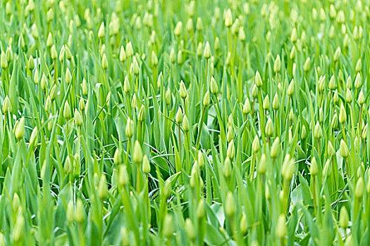绿色,郁金香,芽,春天,库肯霍夫花园,荷兰南部,荷兰