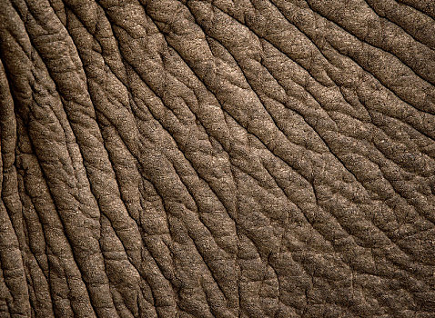皮肤,大象,非洲象,特写,阿多大象国家公园,南非,非洲