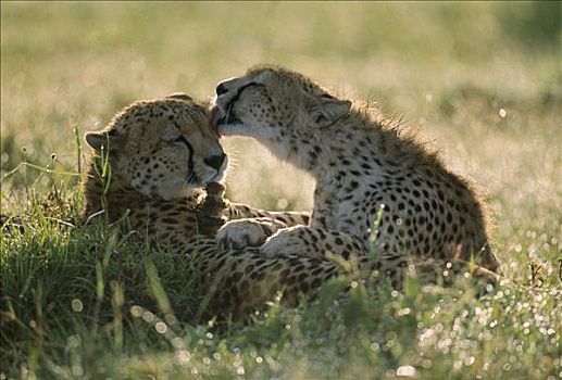 印度豹,猎豹,修饰,伙伴,马赛马拉国家保护区,肯尼亚