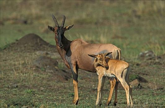 转角牛羚,马赛马拉,肯尼亚,非洲