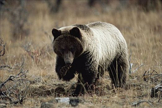 大灰熊,棕熊,饼干,根部,黄石国家公园,怀俄明