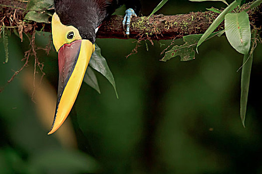 巨嘴鸟,雨林,哥斯达黎加