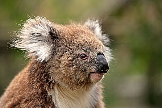 树袋熊,成年,头像,澳大利亚