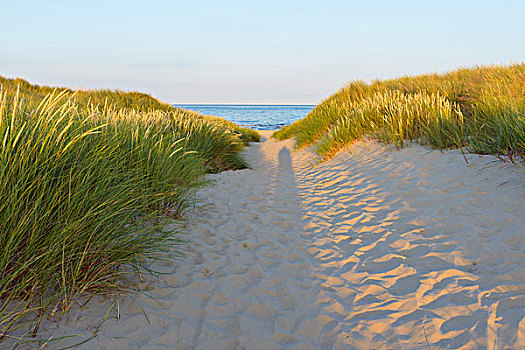 沙,小路,沙丘,海滩,波罗的海,北方,日德兰半岛,丹麦