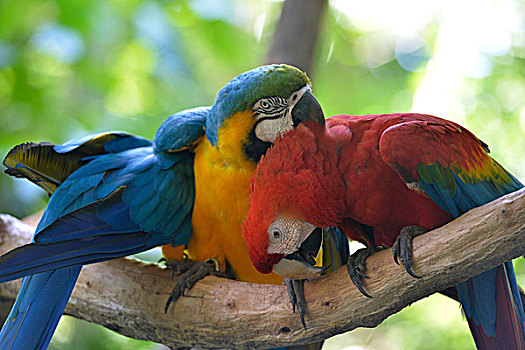 两个,鹦鹉,鸟,公园,伊瓜苏,巴西,南美