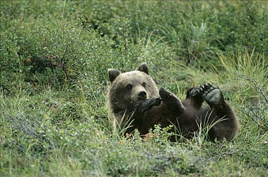 大灰熊,棕熊,幼兽,背影,夏天,德纳利国家公园和自然保护区,阿拉斯加