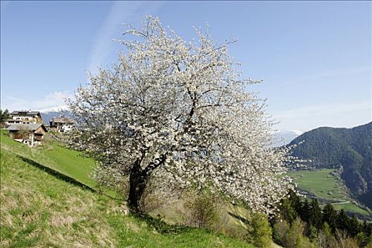 盛开,野生樱桃,甜樱桃,靠近,酒店,山谷,南蒂罗尔,意大利,欧洲