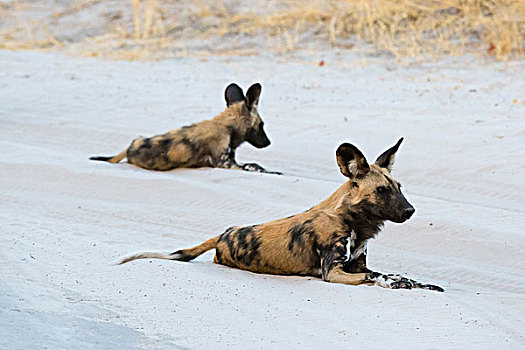 两个,非洲野狗,非洲野犬属,休息,萨维提,乔贝国家公园,博茨瓦纳,非洲
