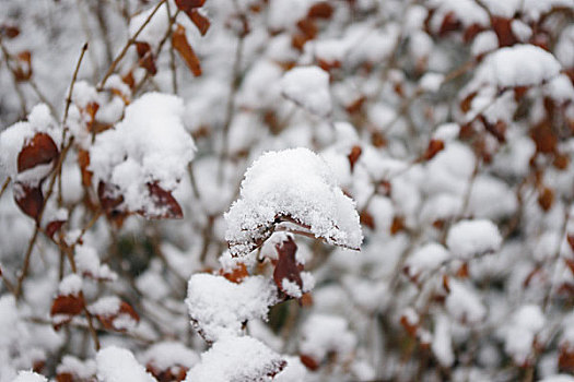 雪地