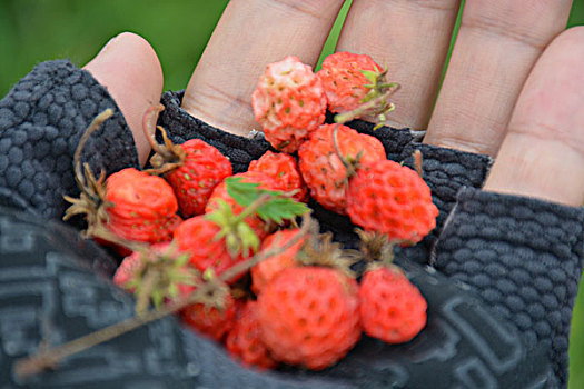 茶山野草莓